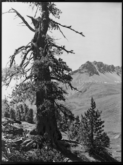 Nationalpark Arvenwald Tamangur
