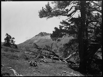 Nationalpark Tamangur Valatscha