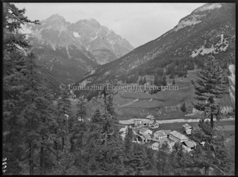 Sonnenblume Aufnahme im Garten von Maler Stocker