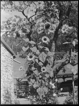 Sonnenblume Aufnahme im Garten von Maler Stocker