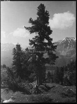 Nationalpark Plan dals Bovs gegen S-charl-Tal