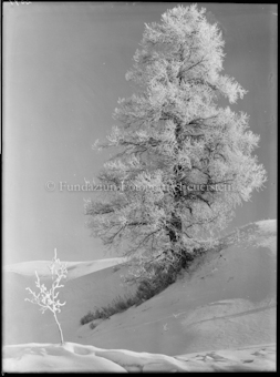 Winter Zuoz, Wintermotiv