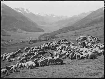 Sommer Zuoz Schafgruppe auf Griatschouls