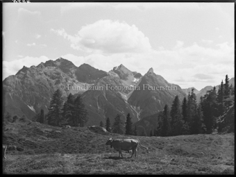 Ftan, auf dem Weg nach Laret (1 Kuh) Lischanagruppe