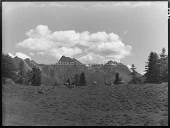 Ftan, auf dem Weg nach Laret (Kuhherde)