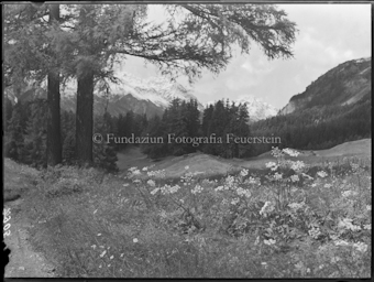 Ftan Blick gegen Ardez 1931 Neuschnee