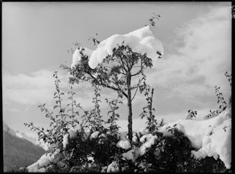 Wintermotiv, erster Schnee 1932