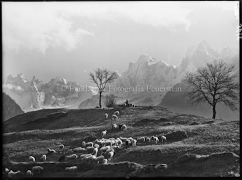 Bergell, Soglio, Schafgruppe Bondasca (Mic)