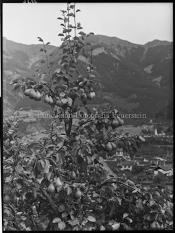 Domleschg Birnenbaum, Blick auf Thusis
