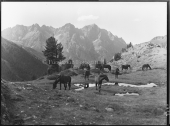 Pferde in Tamangur mit Pisocgruppe