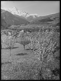 Sils - Thusis, Blick auf Beverin, Blütenbaum im Vordergrund