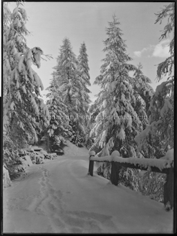 Winter Hinterwald