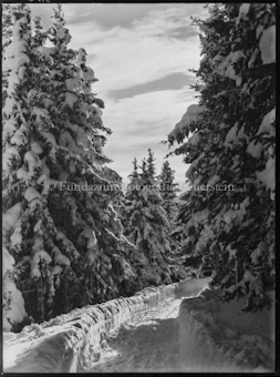 Winter Waldweg gegen Schatzalp