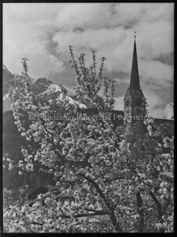 Scuol Frühling Blütenbaum und Kirche