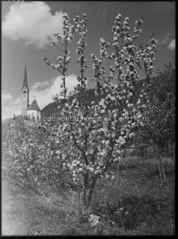 Scuol Kirche mit Blütenbaum