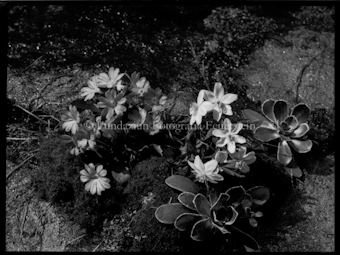 Blumen