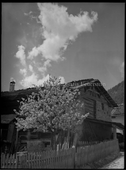 Dorfpartie mit blühendem Baum