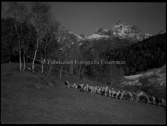 Schafherde, im Hintergrund Piz Lischana