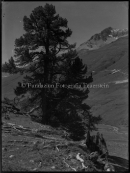 Landschaft mit Baum