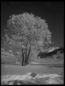 Winterlandschaft mit Baum