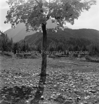 Waldlandschaft im Hintergrund, Bezeichnung Hülle: Motive Sommer / Winter