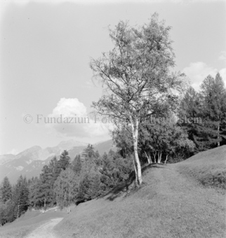 Wald und Berglandschaft im Hintergrund, Bezeichnung Hülle: Motive Sommer / Winter