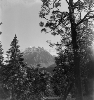 Mischwald, Bezeichnung Hülle: Motive Sommer / Winter
