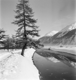 krummer Nadelbaum im Vordergrund, Berglandschaft rechts, Bezeichnung Hülle: Motive Sommer / Winter