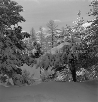 Bezeichnung Hülle: Motive Sommer / Winter