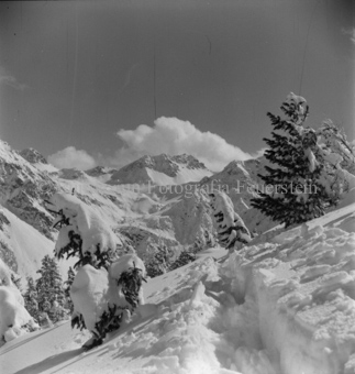 junge schneebedeckte Nadelbäume, Bezeichnung Hülle: Motive Sommer / Winter