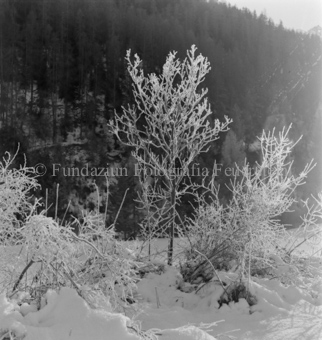 Waldlandschaft im Hintergrund, Bezeichnung Hülle: Motive Sommer / Winter