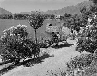 blühende Pflanzen, Locarno, Bezeichnung Hülle: Tessin 1959