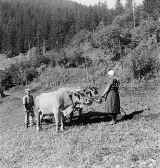 Scuol, Bezeichnung Hülle: Tiere im Zug, Pferde, Kühe und diverses
