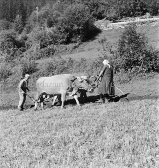 Scuol, Bezeichnung Hülle: Tiere im Zug, Pferde, Kühe und diverses