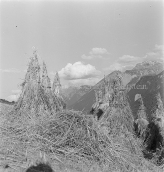 Wald und Berglandschaft im Hintergrund, Bezeichnung Hülle: Bauern, Alltag, Brauchtum, Ernte, tägliches Brot, Bauernarbeit, Alpfahrt