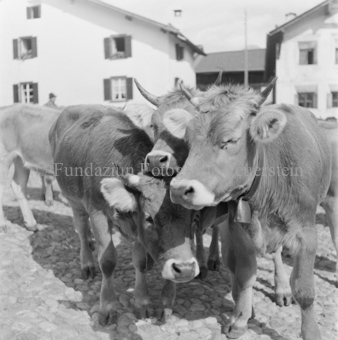 Alpabfahrt, Scuol, Bezeichnung Hülle: Alpentladung