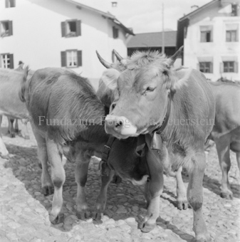 Alpabfahrt, Scuol, Bezeichnung Hülle: Alpentladung