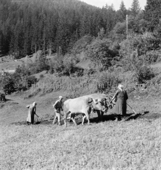 Wald im Hintergrund, Bezeichnung Hülle: Bauern, Alltag, Brauchtum, Ernte / tagl. Brot / Bauernarbeit / Alpfahrt