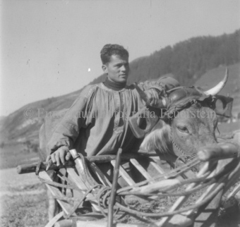 Mann mit Rind mit Joch bei Heukrippe