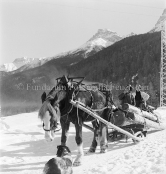 Zwei Männer transportieren Holzstämme mit einem Pferdeschlitten