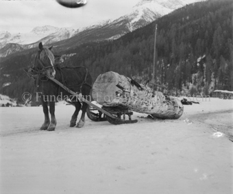 Pferd mit Schlitten mit dickem Baumstamm