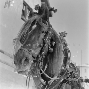 Pferd mit Schellen und Schmuck auf Geschirr