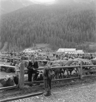 Rindermarkt im Freien, Kühe an Zäune gebunden, Besucher