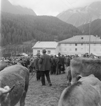 Besucher Rindermarkt, Rinder im Vordergrund