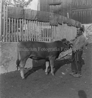 Mann mit Pfeife jungen Stier an einer Leine haltend