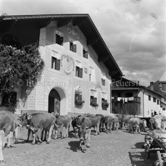 Kühe auf Pflastersteinstrasse in Dorf, Haus mit Sonnenuhr