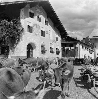 Kühe auf Pflastersteinstrasse in Dorf, Haus mit Sonnenuhr