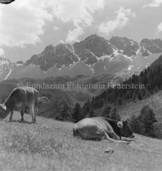 Zwei Kühe auf Alpweide