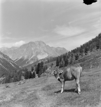Kuh auf Alpweide
