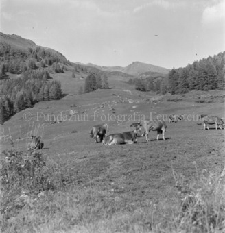 Kuhherde auf Alpweide